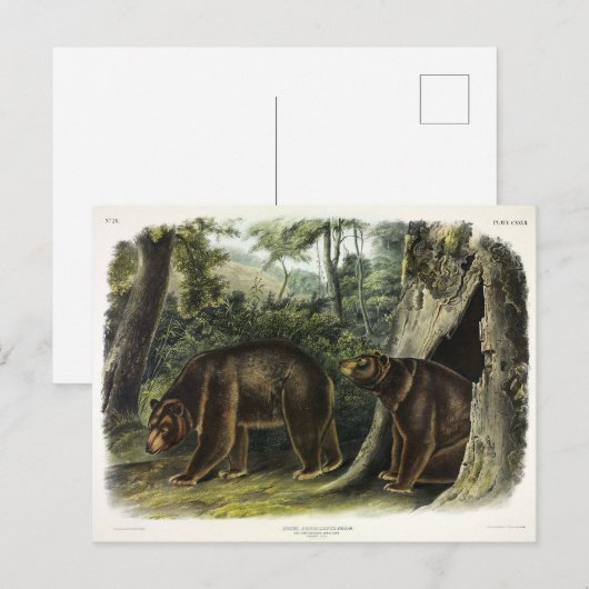 Cinnamon Beer uit Audubon's Quadrupeds Briefkaart (Voorkant / Achterkant)