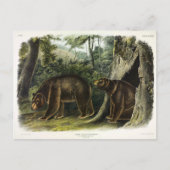 Cinnamon Beer uit Audubon's Quadrupeds Briefkaart (Voorkant)