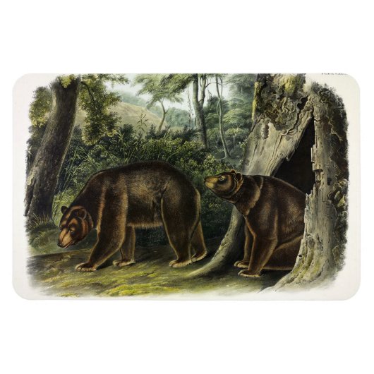 Cinnamon Beer uit Audubon's Quadrupeds Magneet (Horizontaal)