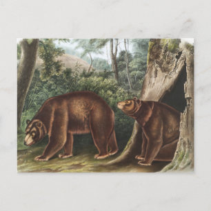 Cinnamon Beer (Ursus Americanus var. kaneel) Briefkaart