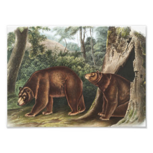 Cinnamon Beer (Ursus Americanus var. kaneel) Foto Afdruk