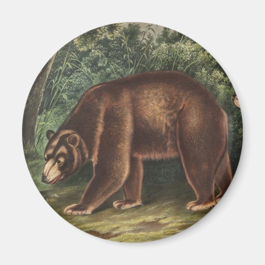 Cinnamon Beer (Ursus Americanus var. kaneel) Magneet (Voorkant)