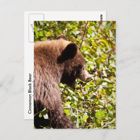 Cinnamon Black Beer Briefkaart (Voorkant / Achterkant)