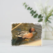 Cinnamon Blauwgroen Duck Briefkaart (Staand voorkant)