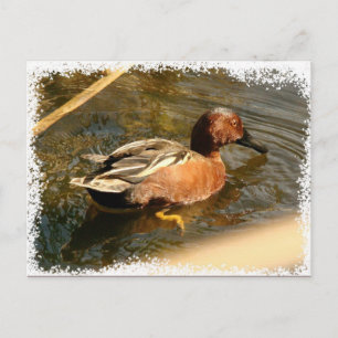 Cinnamon Blauwgroen Duck Briefkaart