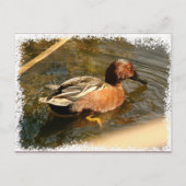 Cinnamon Blauwgroen Duck Briefkaart (Voorkant)