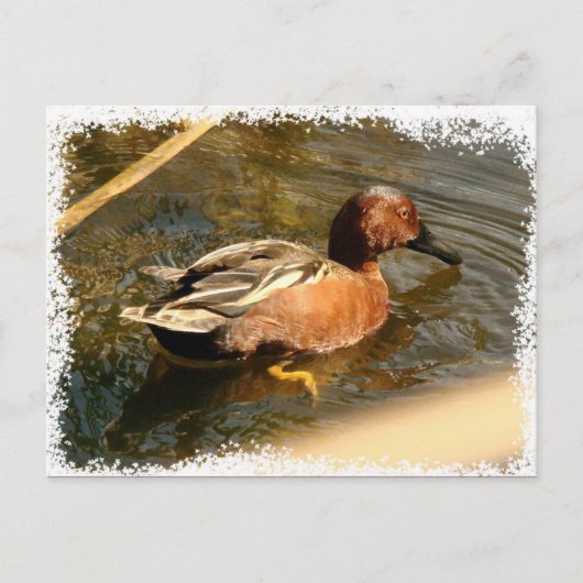 Cinnamon Blauwgroen Duck Briefkaart (Voorkant)