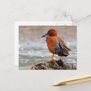 Cinnamon Blauwgroen Duck kijkt terug Briefkaart