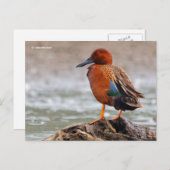 Cinnamon Blauwgroen Duck kijkt terug Briefkaart (Voorkant / Achterkant)