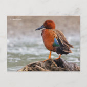 Cinnamon Blauwgroen Duck kijkt terug Briefkaart (Voorkant)