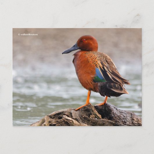 Cinnamon Blauwgroen Duck kijkt terug Briefkaart (Voorkant)