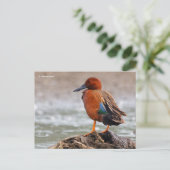 Cinnamon Blauwgroen Duck kijkt terug Briefkaart (Staand voorkant)