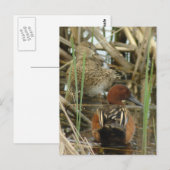 Cinnamon Blauwgroen Paar Briefkaart (Voorkant / Achterkant)