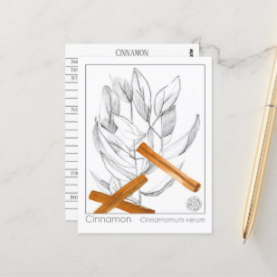 Cinnamon Spice Materia Medica Monograph Herbal Briefkaart