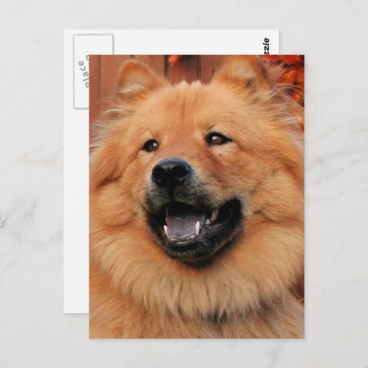 Cinny - Chow Chow Foto - 5 Briefkaart (Voorkant / Achterkant)