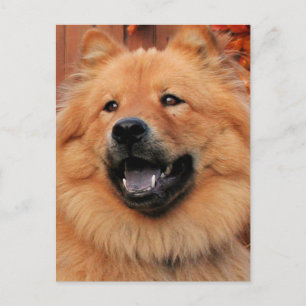 Cinny - Chow Chow Foto - 5 Briefkaart