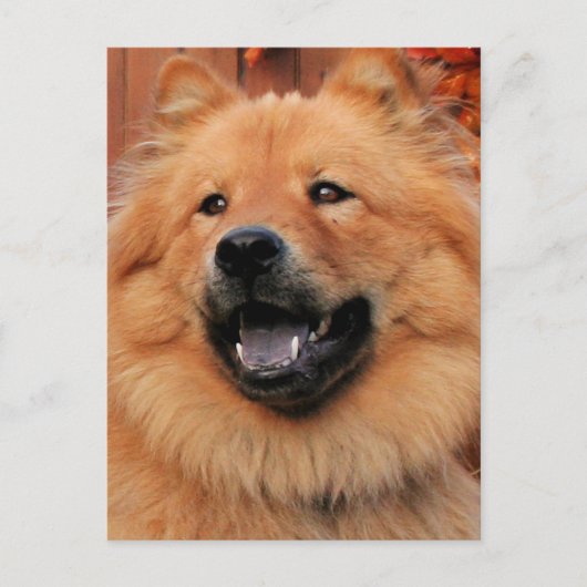 Cinny - Chow Chow Foto - 5 Briefkaart (Voorkant)