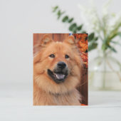 Cinny - Chow Foto-12 Briefkaart (Staand voorkant)