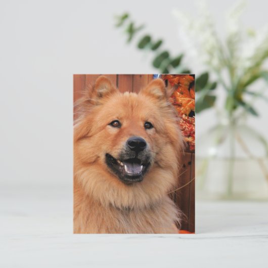 Cinny - Chow Foto-12 Briefkaart (Staand voorkant)