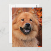 Cinny - Chow Foto-12 Briefkaart (Voorkant / Achterkant)