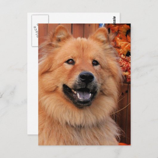 Cinny - Chow Foto-12 Briefkaart (Voorkant / Achterkant)