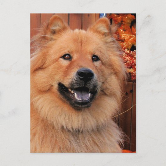 Cinny - Chow Foto-12 Briefkaart (Voorkant)