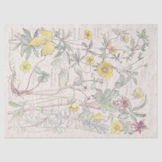  Cinquefoil Wilde bloemenpapier Tissuepapier (Voorkant)