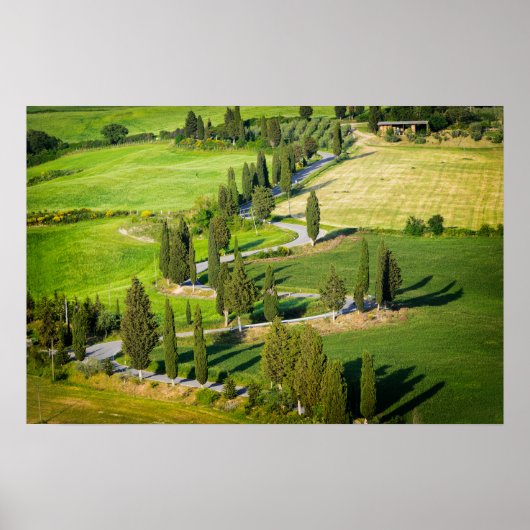 Cipres omzoomde kronkelende weg in Toscane Poster (Voorkant)