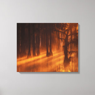 Cipresbomen George Smith State Park Canvas Afdruk