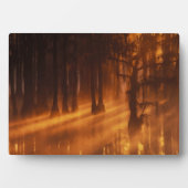 Cipressen | George Smith State Park Fotoplaat (voorkant)