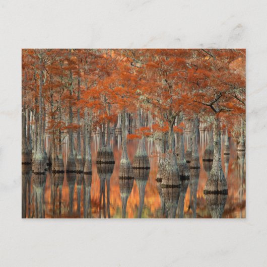 Cipressen | George Smith State Park, Georgia Briefkaart (Voorkant)