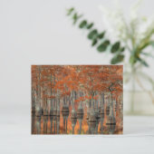 Cipressen | George Smith State Park, Georgia Briefkaart (Staand voorkant)