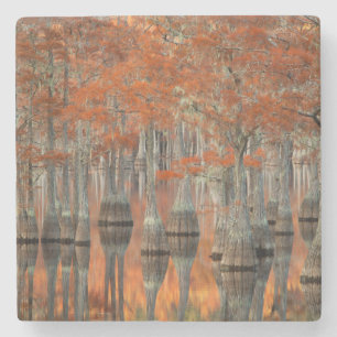Cipressen George Smith State Park, Georgia Stenen Onderzetter