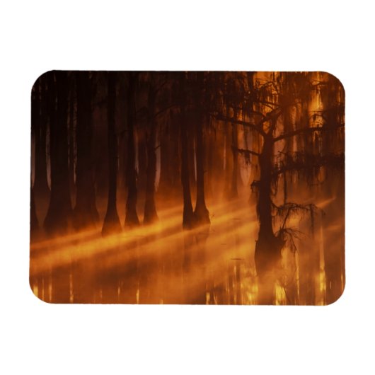 Cipressen | George Smith State Park Magneet (Horizontaal)