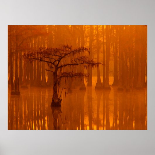 Cipressen | George Smith State Park Poster (Voorkant)