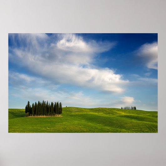 Cipressen in Toscane poster (Voorkant)