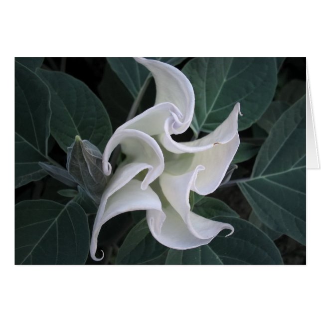 Circulatie (Voorkant Horizontaal)