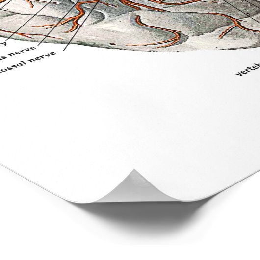 Circulatie van het brein poster (Hoek)