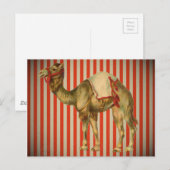 CIRCUS CAMEL BRIEFKAART (Voorkant / Achterkant)