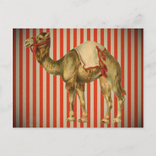 CIRCUS CAMEL BRIEFKAART
