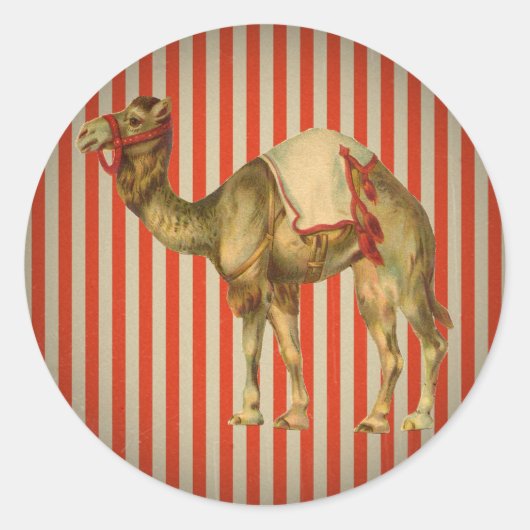 CIRCUS CAMEL RONDE STICKER (Voorkant)
