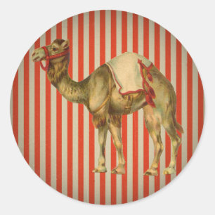 CIRCUS CAMEL RONDE STICKER