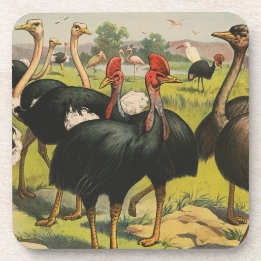  circus met struisvogels en grote vogels. bier onderzetter (Voorkant)