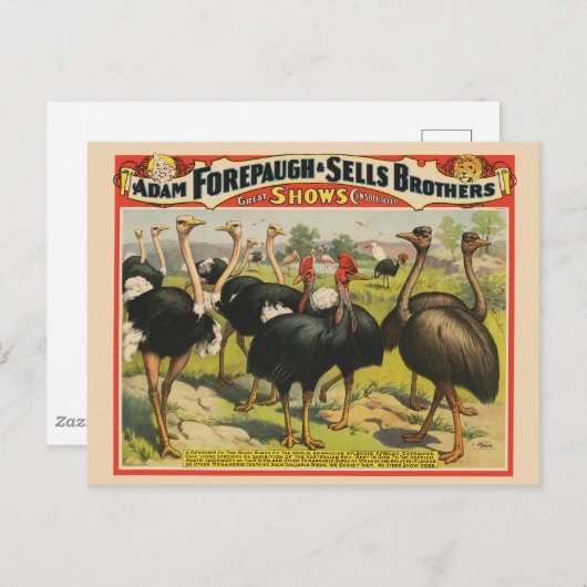  circus met struisvogels en grote vogels. briefkaart (Voorkant / Achterkant)