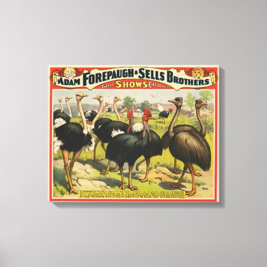 circus met struisvogels en grote vogels. canvas afdruk (Voorkant)
