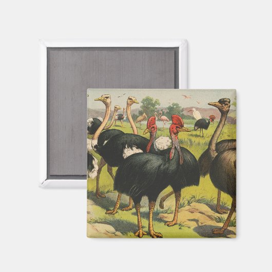 circus met struisvogels en grote vogels. magneet (Voorkant / Achterkant)