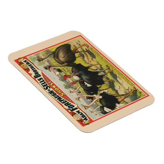 circus met struisvogels en grote vogels. magneet (Rechterzijde)