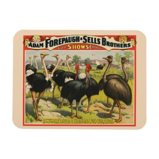 circus met struisvogels en grote vogels. magneet (Horizontaal)
