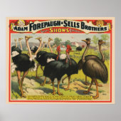 circus met struisvogels en grote vogels. poster (Voorkant)