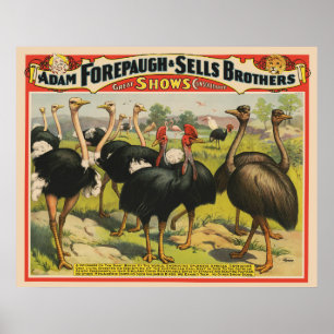 circus met struisvogels en grote vogels. poster